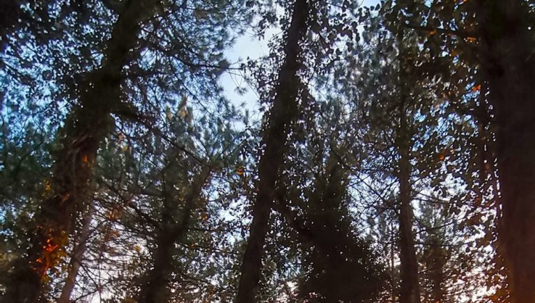 Čije su naše šume? Zakon izmijenjen, a na primjenu čeka dvije godine