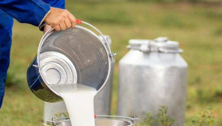 Država smanjila otkup domaćeg mlijeka, a uvozi iz regiona. U čemu je računica?