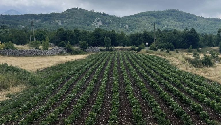 Ulaganjem u poljoprivredu jača domaća proizvodnja