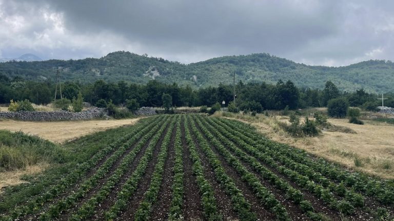 Država usvojila strategiju za organsku proizvodnju, neophodno više rada na terenu