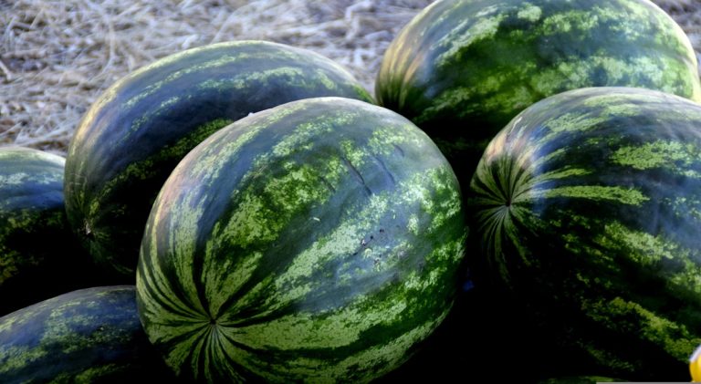 Mogu li skladišta spasiti domaću lubenicu od propadanja?