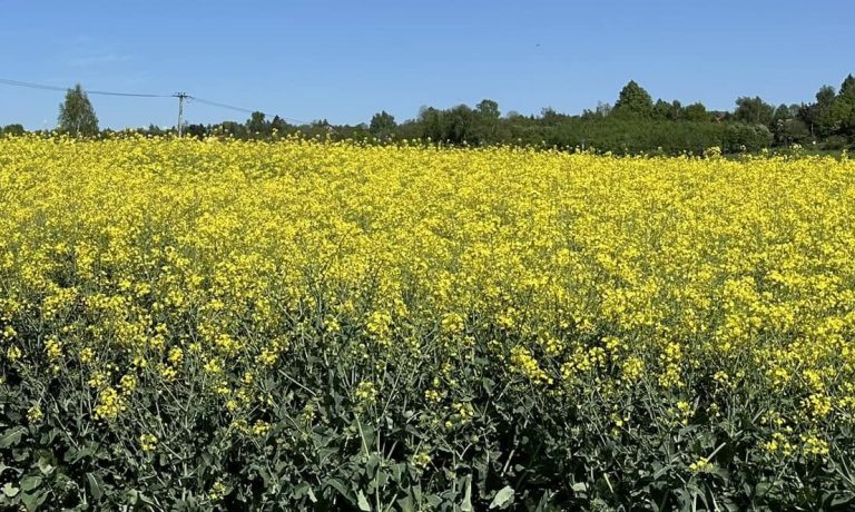 Uprkos bogatstvu šumskog, aromatičnog i začinskog bilja Crna Gora zavisna od uvoza